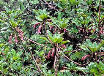 Clermontia samuelii, East Maui endemic