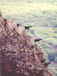 goats are a threat to cliff systems