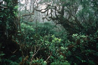 Montane Wet Forest in Hanawi