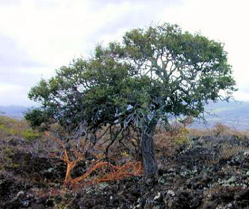lama lowland dry forest