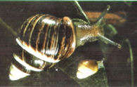 Rare tree snail of lowland mesic forest, O'ahu