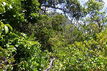 Wet forest in Lumaha'i Valley, Kaua'i