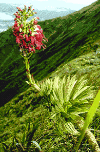 Lobelia gaudichaudii on wet cliff shrubland
