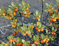 Coprosma montana fruit