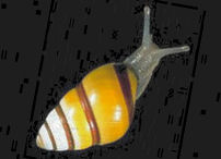 Endangered Achatinella tree snail