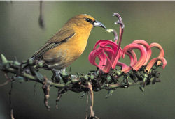 Forest bird 'amakihi on koli'i - photo credit: Dave Boynton