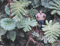 lush gulch vegetation, Waikamoi